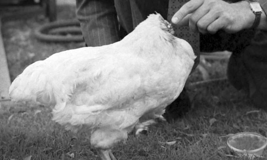 The Curious Case of Mike the Headless Chicken