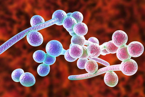 Potentially fatal Candida auris fungus spreading in US hospitals: CDC