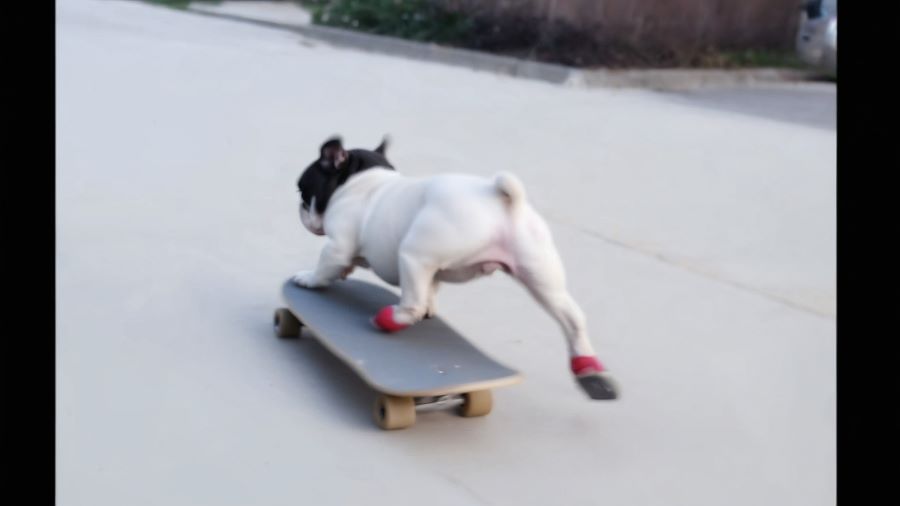 Bulldog on a Skateboard