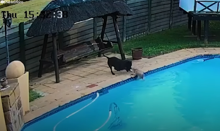 Video: Hero Dog Saves His Tiny Best Friend from Drowning 