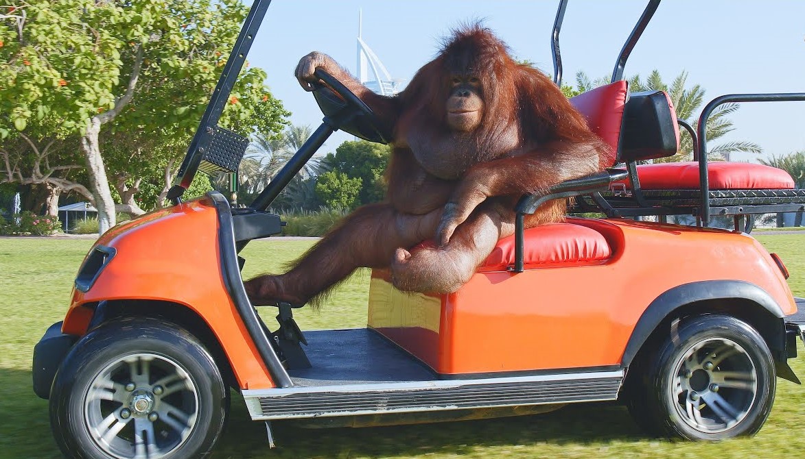 Rambo the Orangutan Likes to Drive